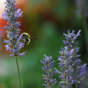 male California bumble bee on lavender flower.